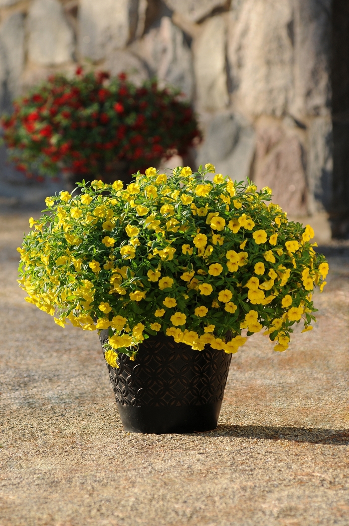 Calibrachoa 'Cabaret Deep Yellow' - Calibrachoa (Million Bells) from The Flower Spot Calibrachoa 'Cabaret Deep Yellow' - Calibrachoa (Million Bells) from The Flower Spot