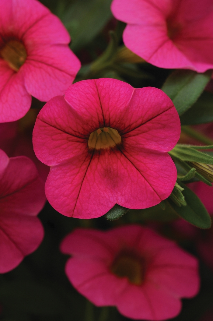 Calibrachoa 'Cabaret Hot Pink' - Calibrachoa (Million Bells) from The Flower Spot