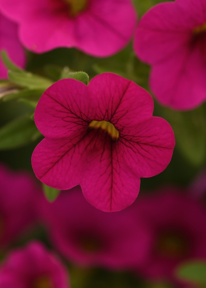Calibrachoa 'Cabaret Neon Rose' - Calibrachoa (Million Bells) from The Flower Spot Calibrachoa 'Cabaret Neon Rose' - Calibrachoa (Million Bells) from The Flower Spot