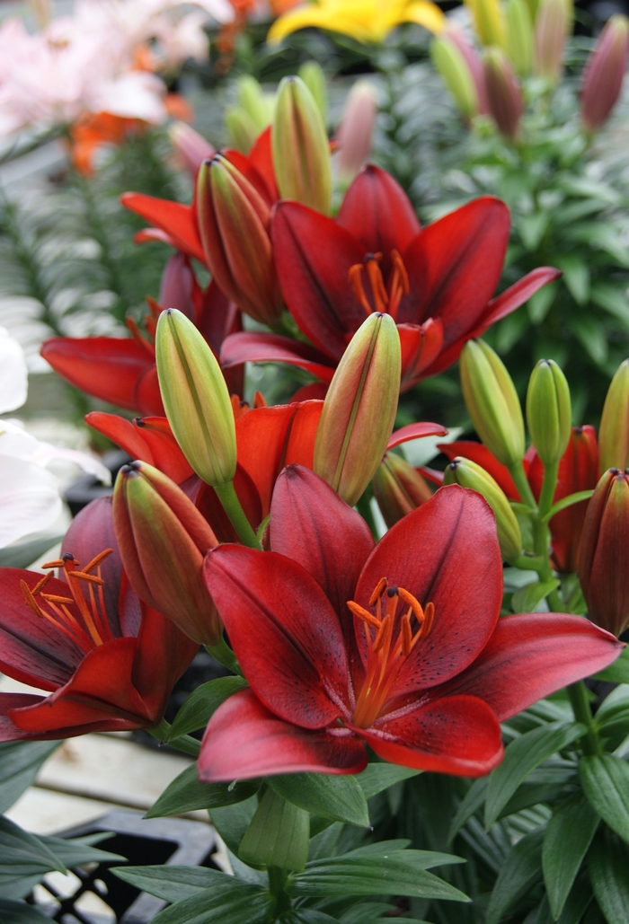 Tiny Rocket Asiatic Lily - Lilium asiaticum 'Tiny Series' from The Flower Spot