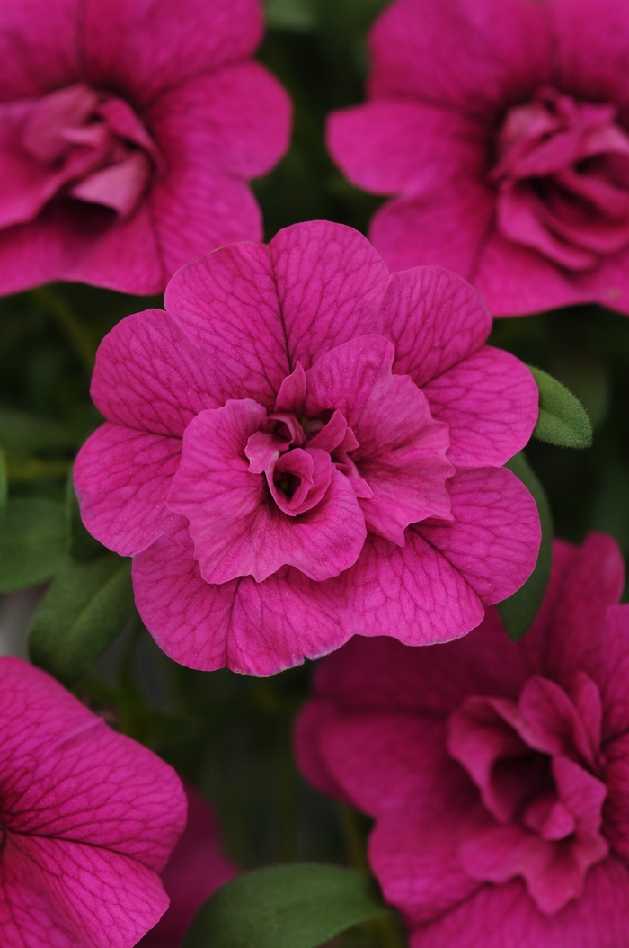 Calibrachoa 'MiniFamous Double Purple' - Calibrachoa (Million Bells) from The Flower Spot Calibrachoa 'MiniFamous Double Purple' - Calibrachoa (Million Bells) from The Flower Spot