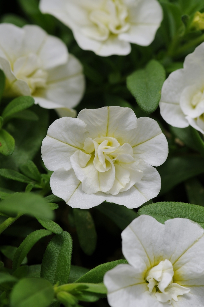 Calibrachoa 'MiniFamous Uno Double White' - Calibrachoa (Million Bells) from The Flower Spot Calibrachoa 'MiniFamous Uno Double White' - Calibrachoa (Million Bells) from The Flower Spot