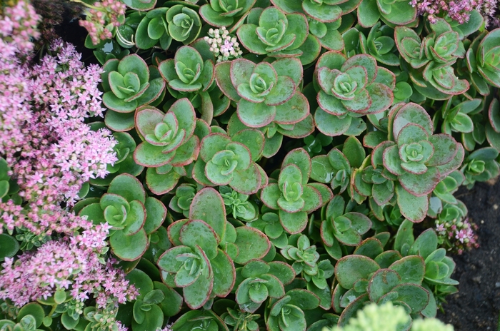 Stonecrop 'Sunsparkler Lime Zinger' - Sedum from The Flower Spot