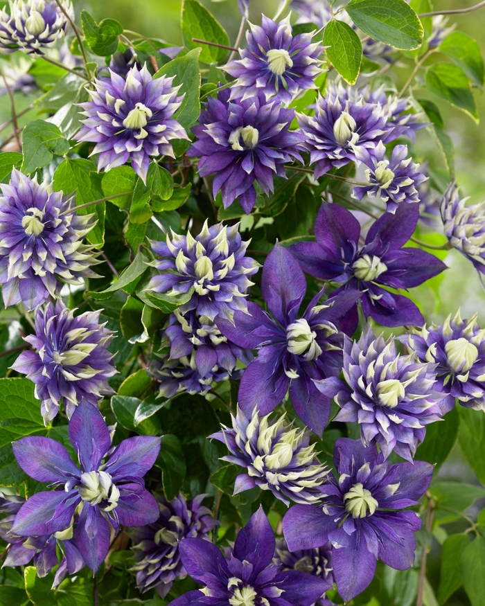 Clematis 'Taiga' - Clematis from The Flower Spot Clematis 'Taiga' - Clematis from The Flower Spot