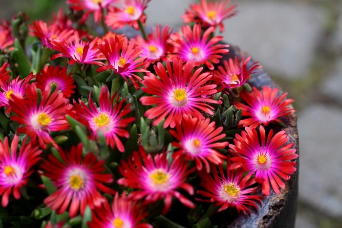 Ice Plant 'Jewel of the Desert Series' - Delosperma from The Flower Spot