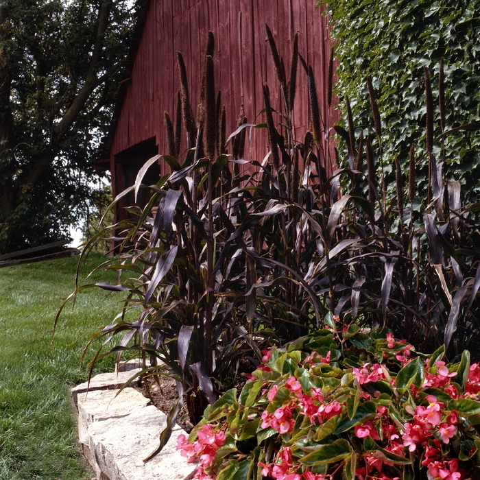 Millet 'Purple Majesty' - Pennisetum glaucum from The Flower Spot