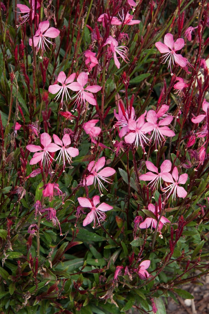 Gaura 'Cynthia' - Gaura lindheimeri (Wand Flower) from The Flower Spot