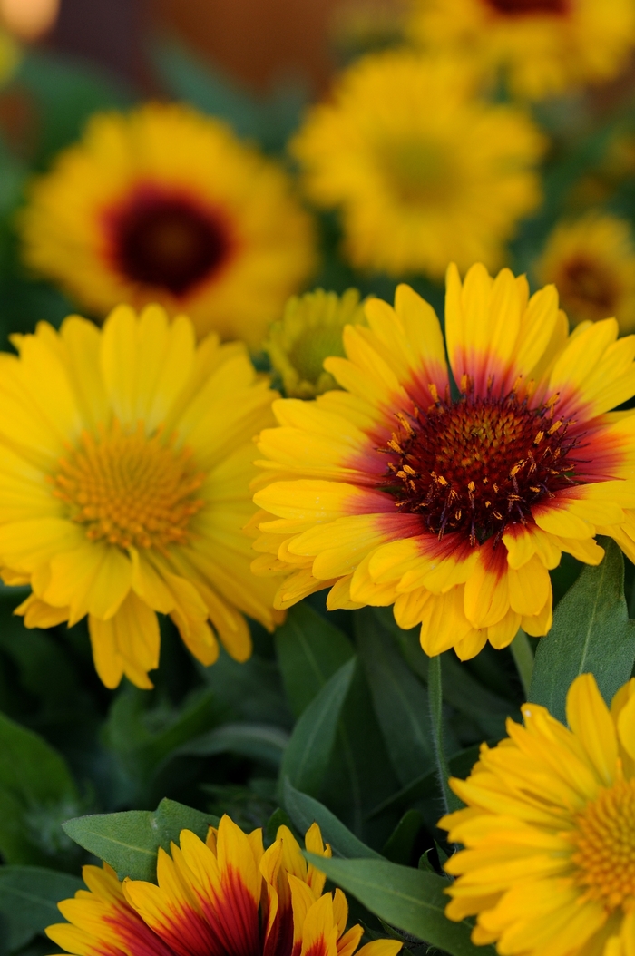 Blanket flower - Gaillardia x grandiflora 'Mesa Bright Bicolor' from The Flower Spot