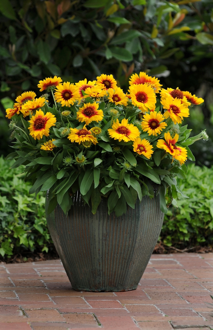 Gaillardia 'Mesa Bright Bicolor' - Gaillardia x grandiflora (Blanket Flower) from The Flower Spot