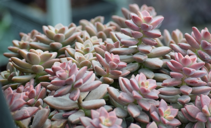 Graptosedum 'Vera Higgins' - Graptosedum from The Flower Spot Graptosedum 'Vera Higgins' - Graptosedum from The Flower Spot