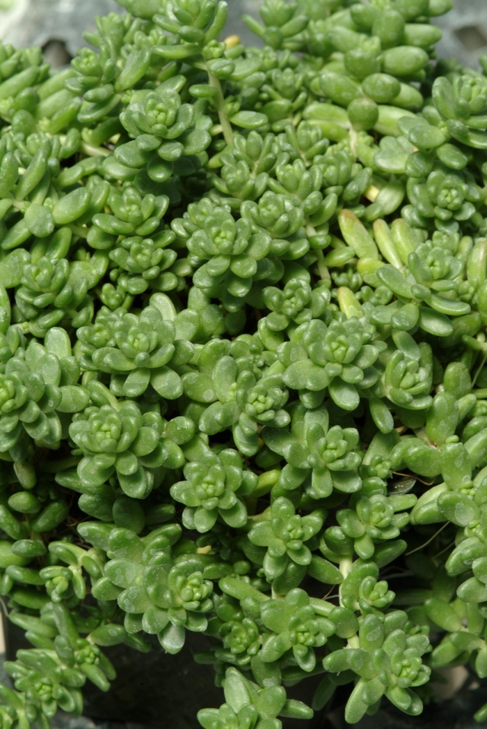 Sedum 'Athoum' - Sedum album from The Flower Spot Sedum 'Athoum' - Sedum album from The Flower Spot