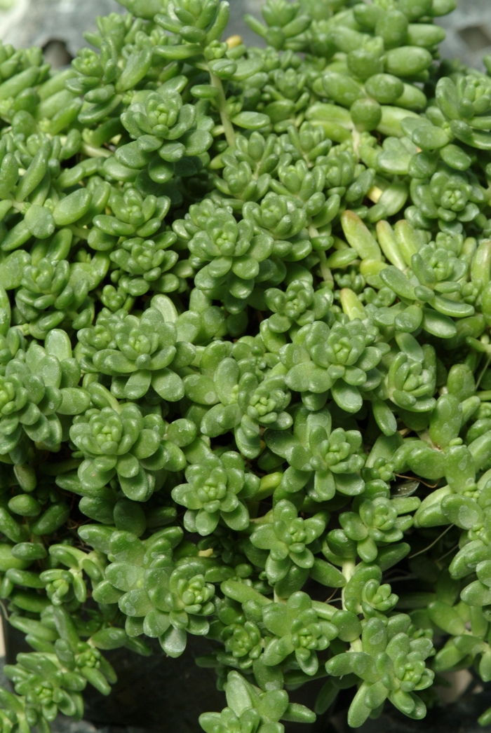 Sedum - Sedum album 'Athoum' from The Flower Spot