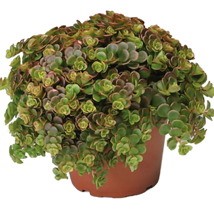 'Coral Reef' - Sedum tetractinum from The Flower Spot