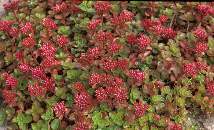 Stonecrop 'Fuldaglut' - Sedum spurium from The Flower Spot