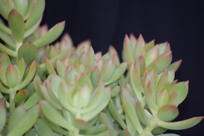 Stonecrop - Sedum adolphii 'Golden Glow' from The Flower Spot