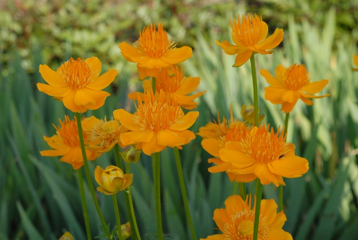 Globe Flower - Trollius chinensis from The Flower Spot