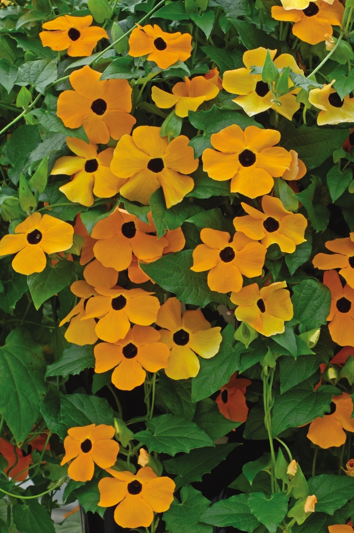 Thunbergia 'Orange Beauty' - Thunbergia alata (Black-eyed Susan Vine) from The Flower Spot Thunbergia 'Orange Beauty' - Thunbergia alata (Black-eyed Susan Vine) from The Flower Spot