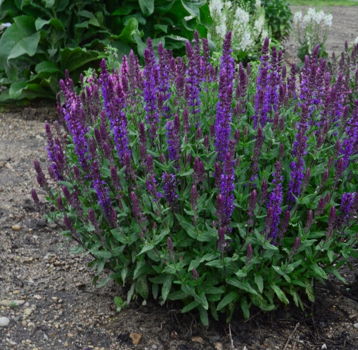 Salvia - Salvia nemorosa 'New Dimension Blue' from The Flower Spot