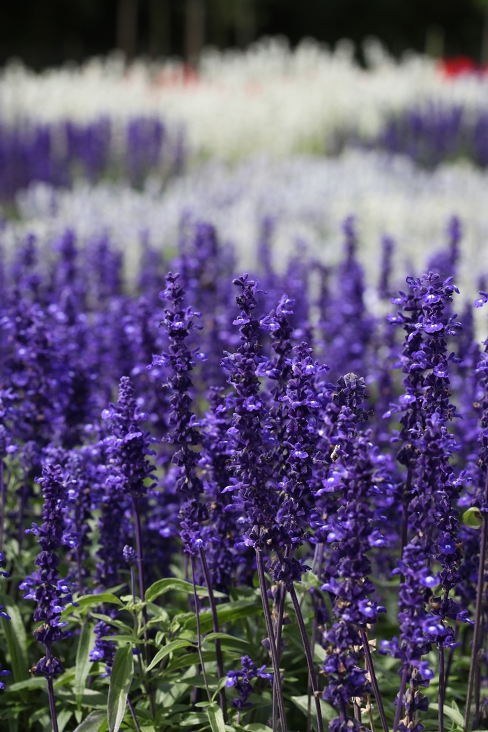 Salvia 'Victoria Blue' - Salvia splendens from The Flower Spot Salvia 'Victoria Blue' - Salvia splendens from The Flower Spot