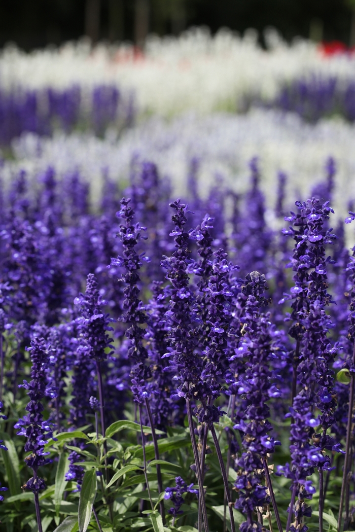 Blue Salvia - Salvia 'Victoria Blue from The Flower Spot