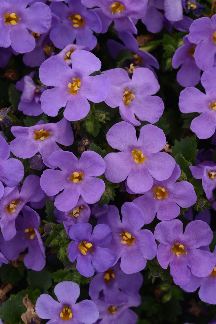 Bacopa 'MegaCopa Blue' - Sutera cordata from The Flower Spot