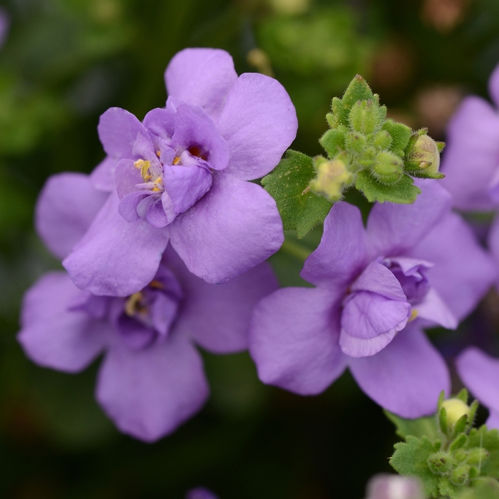 Bacopa 'Double Blueberry Shake' - Sutera cordata from The Flower Spot Bacopa 'Double Blueberry Shake' - Sutera cordata from The Flower Spot