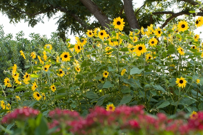 Sunflower - Helianthus annuus 'Sunfinity Dark Yellow' from The Flower Spot