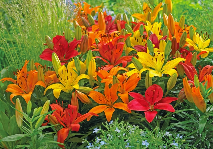 Lily 'Asiatic Varieties' - Lilium from The Flower Spot Lily 'Asiatic Varieties' - Lilium from The Flower Spot