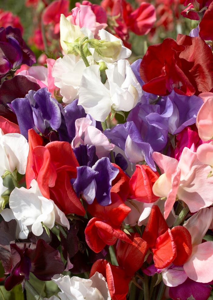Sweet Pea 'Mix' - Lathyrus odoratus from The Flower Spot Sweet Pea 'Mix' - Lathyrus odoratus from The Flower Spot