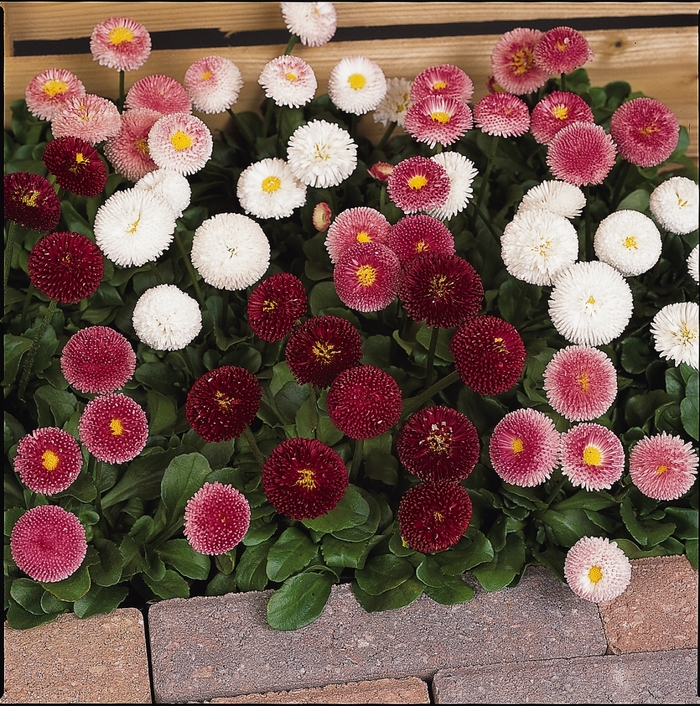 Bellis Daisy - Bellis perennis 'English Daisy' from The Flower Spot