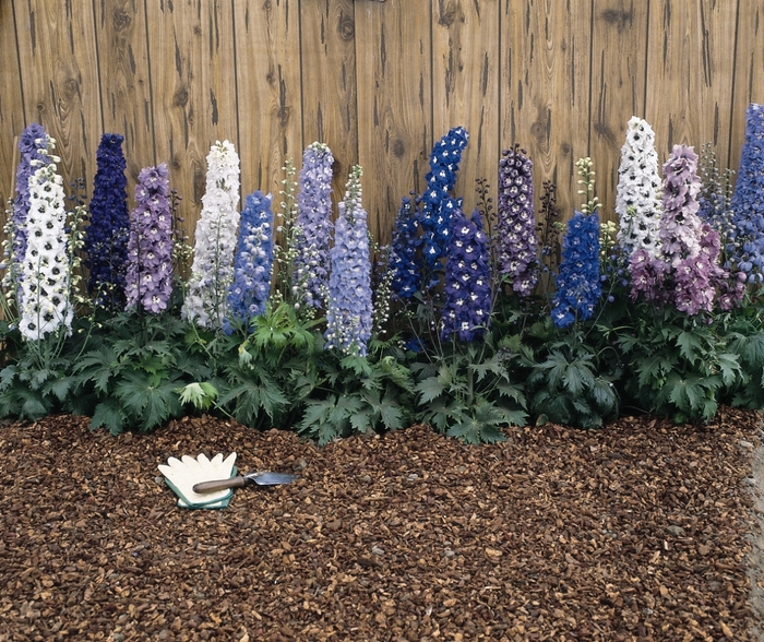 Delphinium - Delphinium 'Magic Fountain Mix' from The Flower Spot