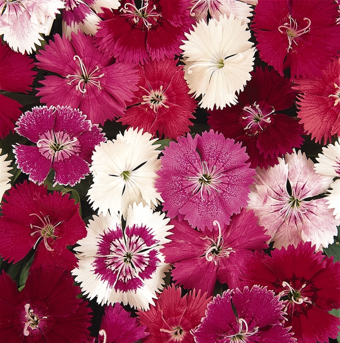 Dianthus, Ideal Select Mix - Dianthus hybrid 'Ideal Select Mix' from The Flower Spot