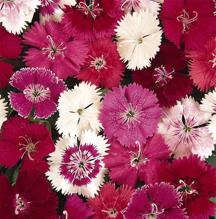 Dianthus 'Ideal Select Mix' - Dianthus hybrid from The Flower Spot Dianthus 'Ideal Select Mix' - Dianthus hybrid from The Flower Spot