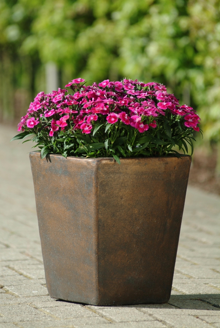 Pinks - Dianthus hybrid from The Flower Spot Pinks - Dianthus hybrid from The Flower Spot