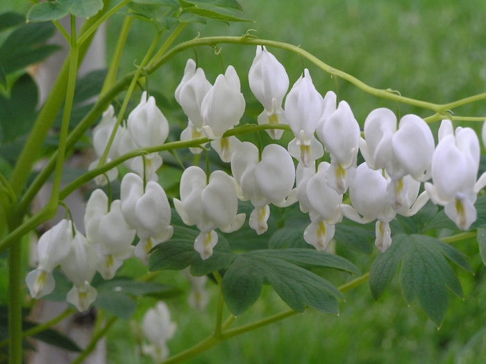 Bleeding Heart 'Alba' - Dicentra spectabilis from The Flower Spot Bleeding Heart 'Alba' - Dicentra spectabilis from The Flower Spot