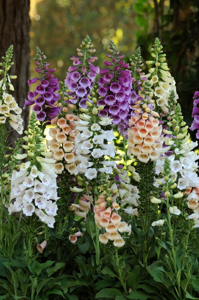 Dalmatian Foxglove - Digitalis purpurea 'Dalmatian Mix' from The Flower Spot Dalmatian Foxglove - Digitalis purpurea 'Dalmatian Mix' from The Flower Spot