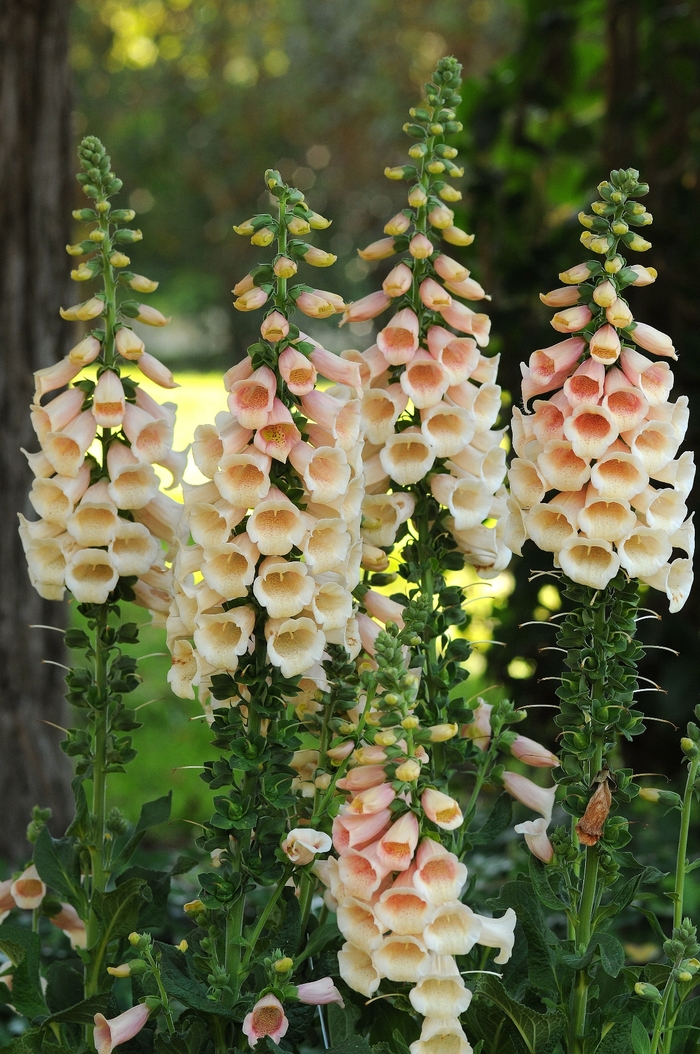 Foxglove 'Dalmatian Peach' - Digitalis from The Flower Spot Foxglove 'Dalmatian Peach' - Digitalis from The Flower Spot