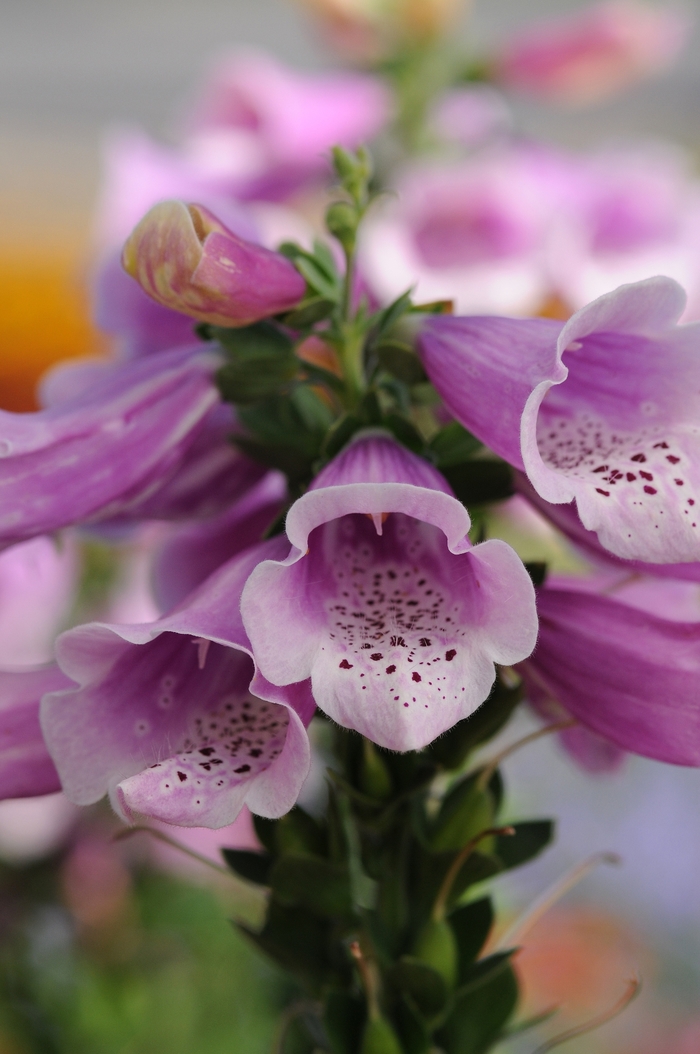 Foxglove 'Dalmatian Rose' - Digitalis purpurea from The Flower Spot