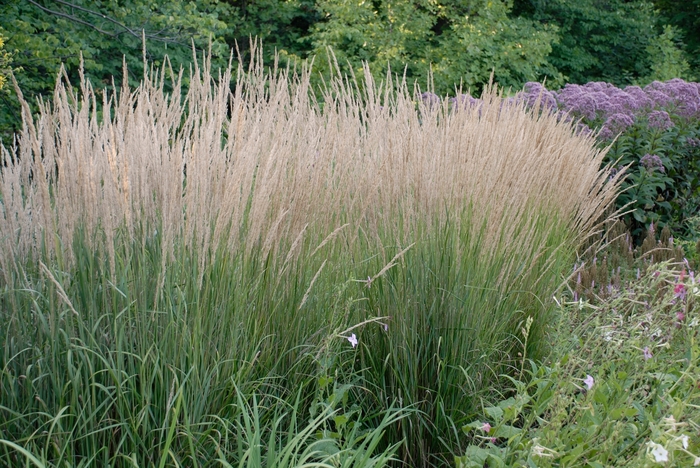 Feather Reed Grass - Calamagrostis acutiflora 'Karl Foerster' from The Flower Spot