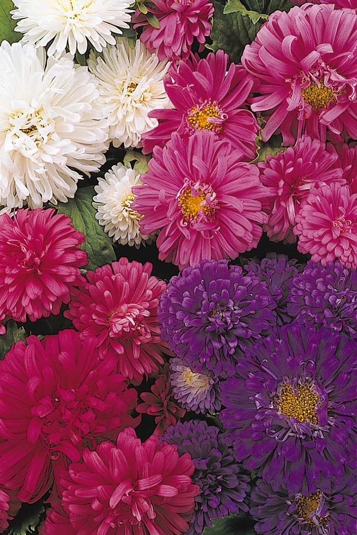 Aster - Aster chinensis 'Pot 'N Patio' from The Flower Spot