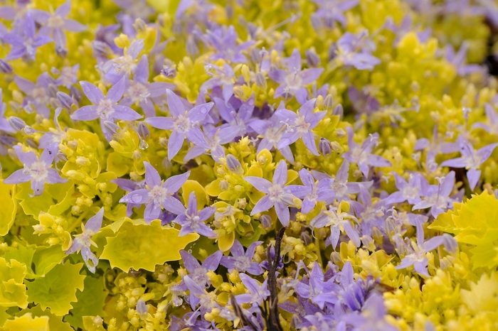 Bellflower 'Dickson's Gold' - Campanula garganica from The Flower Spot