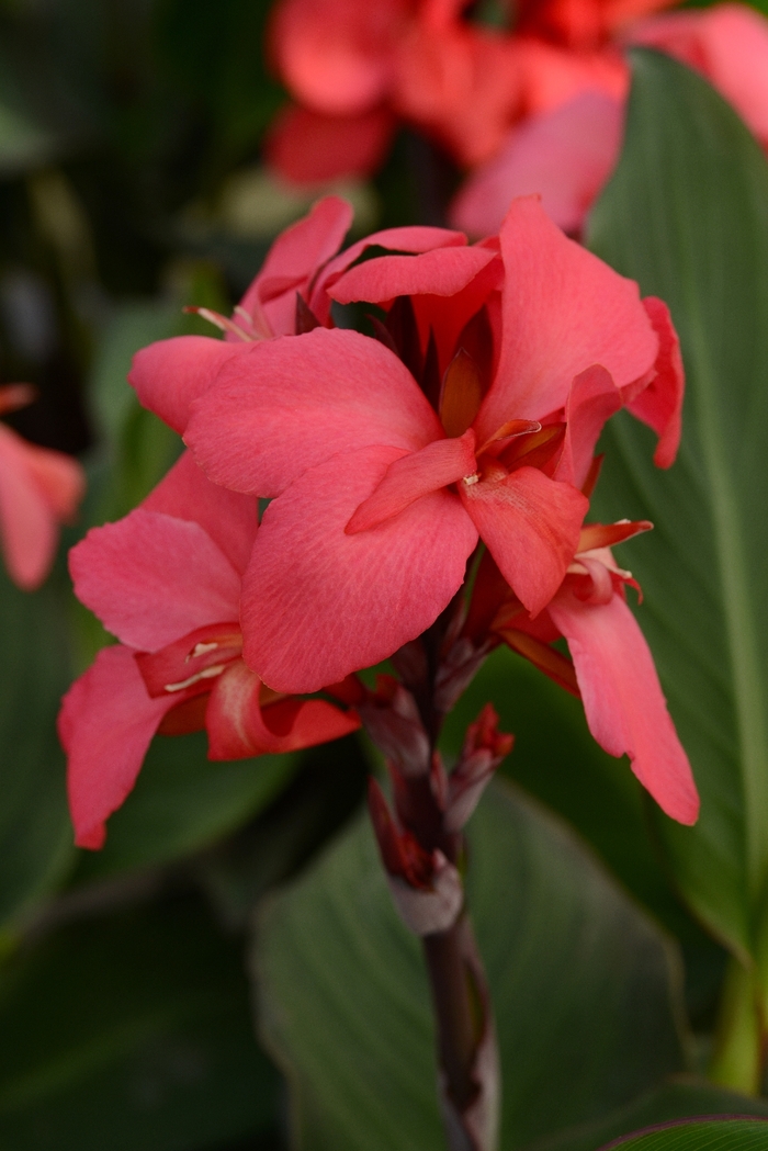 Canna Lily 'Cannova Rose' - Canna x generalis from The Flower Spot