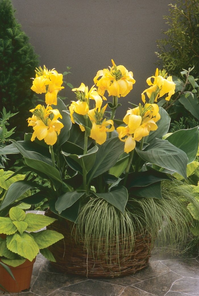 Canna Lily 'Cannova Yellow' - Canna x generalis from The Flower Spot