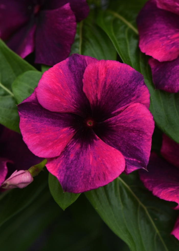 Periwinkle - Catharanthus roseus 'Tattoo Black Cherry' from The Flower Spot Periwinkle - Catharanthus roseus 'Tattoo Black Cherry' from The Flower Spot