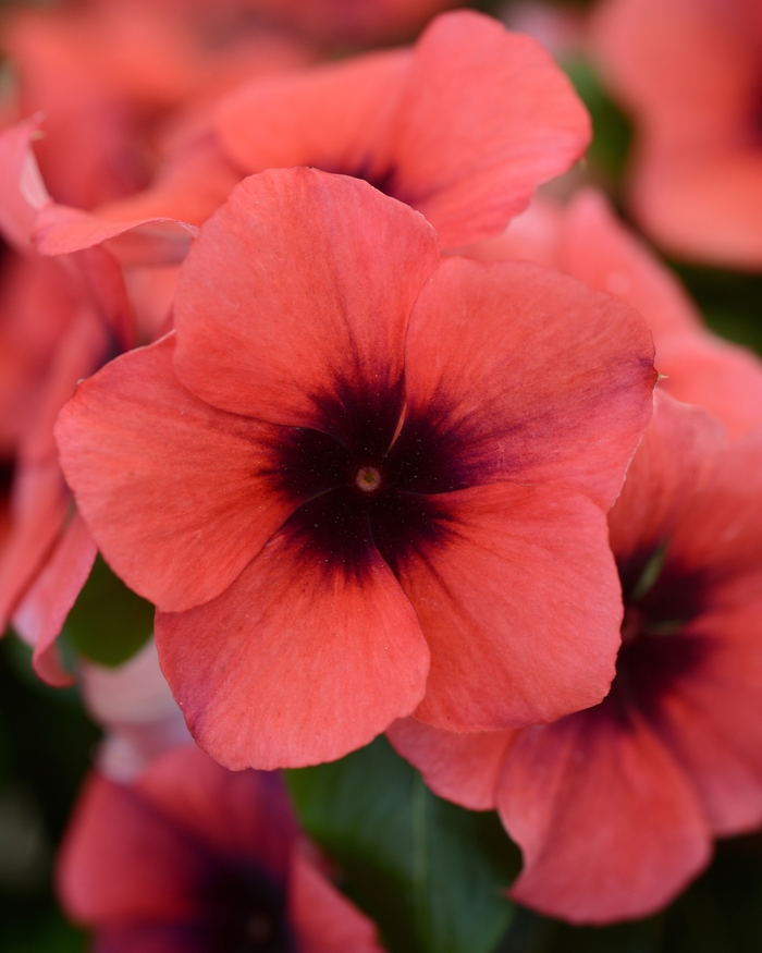 Periwinkle - Catharanthus roseus 'Tattoo Papaya' from The Flower Spot Periwinkle - Catharanthus roseus 'Tattoo Papaya' from The Flower Spot