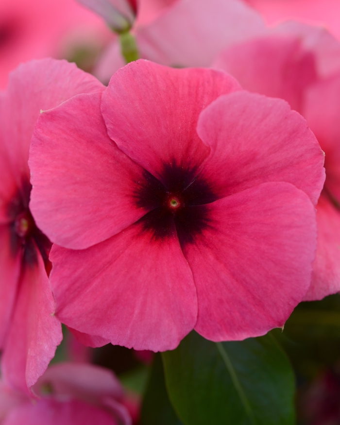 Periwinkle - Catharanthus roseus 'Tattoo Raspberry' from The Flower Spot Periwinkle - Catharanthus roseus 'Tattoo Raspberry' from The Flower Spot
