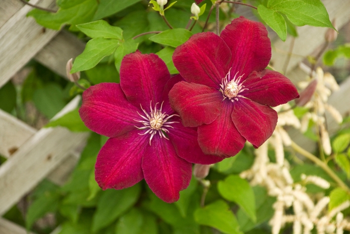 Clematis 'Rouge Cardinal' - Clematis from The Flower Spot