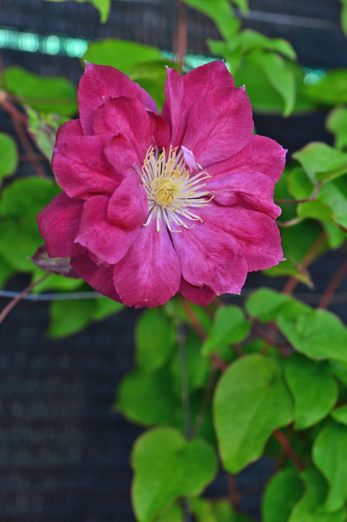 Clematis 'Red Star' - Clematis from The Flower Spot Clematis 'Red Star' - Clematis from The Flower Spot