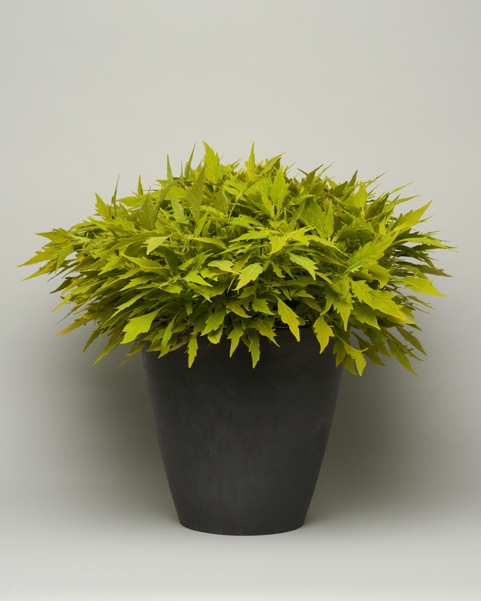 Coleus 'Flame Thrower Salsa Verde' - Solenostemon from The Flower Spot Coleus 'Flame Thrower Salsa Verde' - Solenostemon from The Flower Spot
