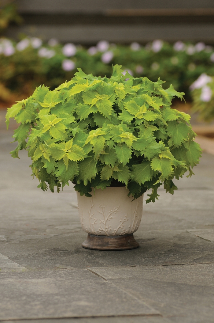 Coleus 'Wasabi' - Solenostemon hybrid from The Flower Spot Coleus 'Wasabi' - Solenostemon hybrid from The Flower Spot